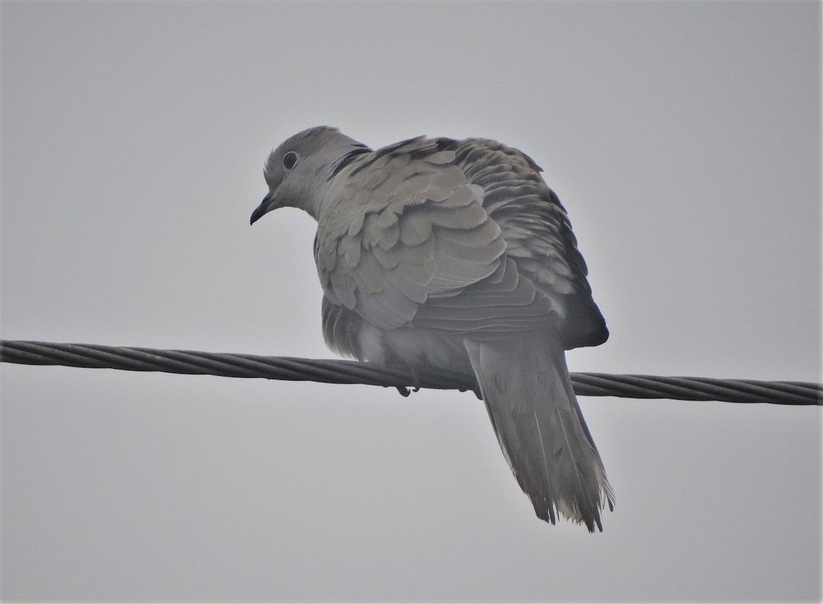 Eurasian Collared-Dove - Meruva Naga Rajesh