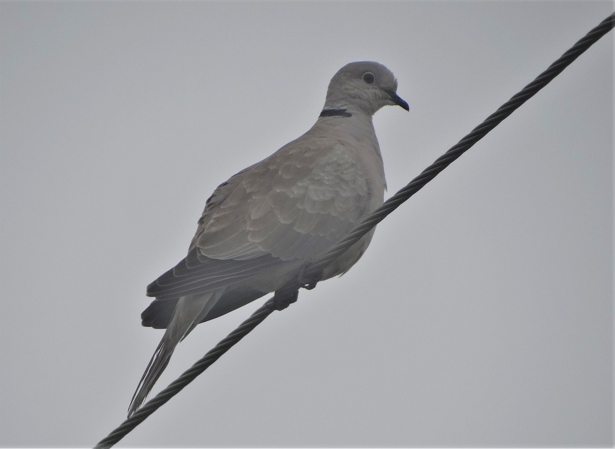 Eurasian Collared-Dove - Meruva Naga Rajesh