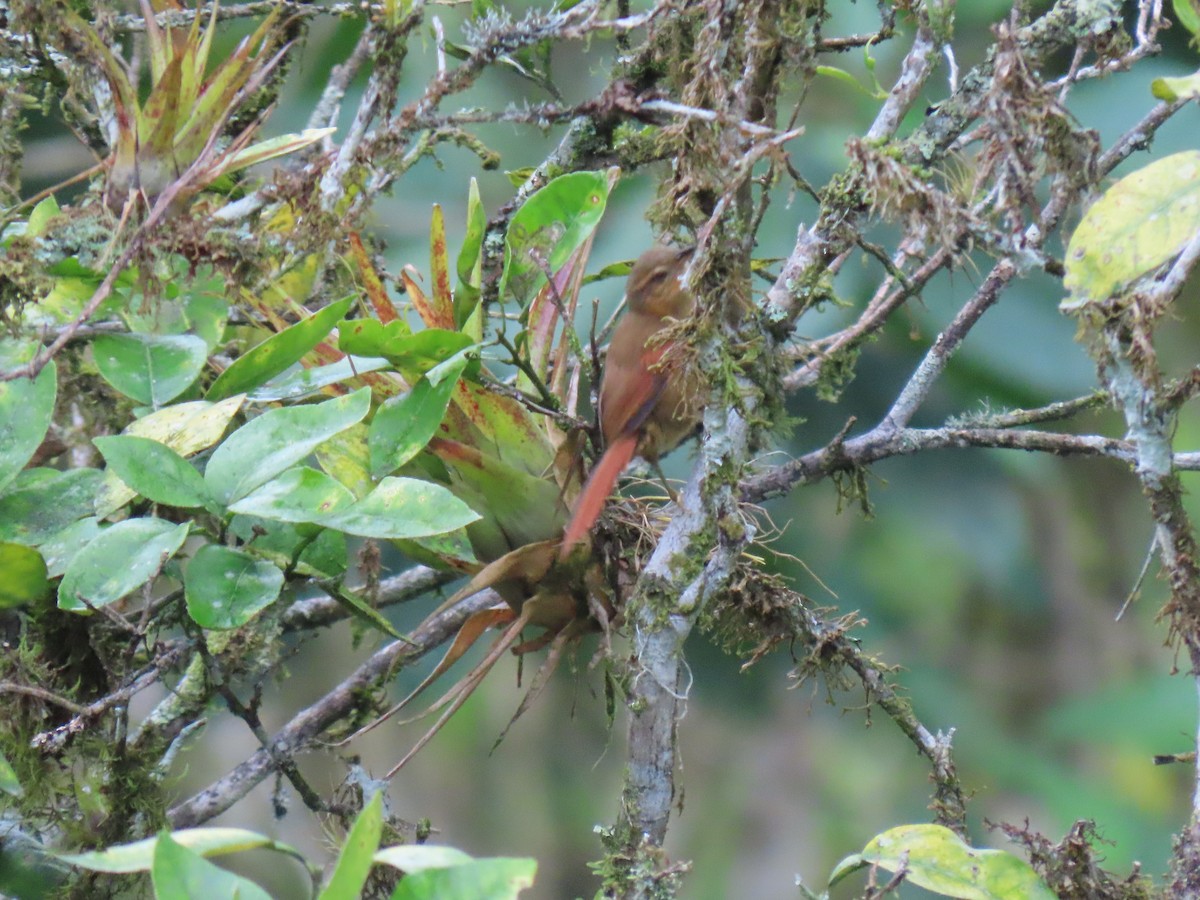 Buff-fronted Foliage-gleaner - ML611262082