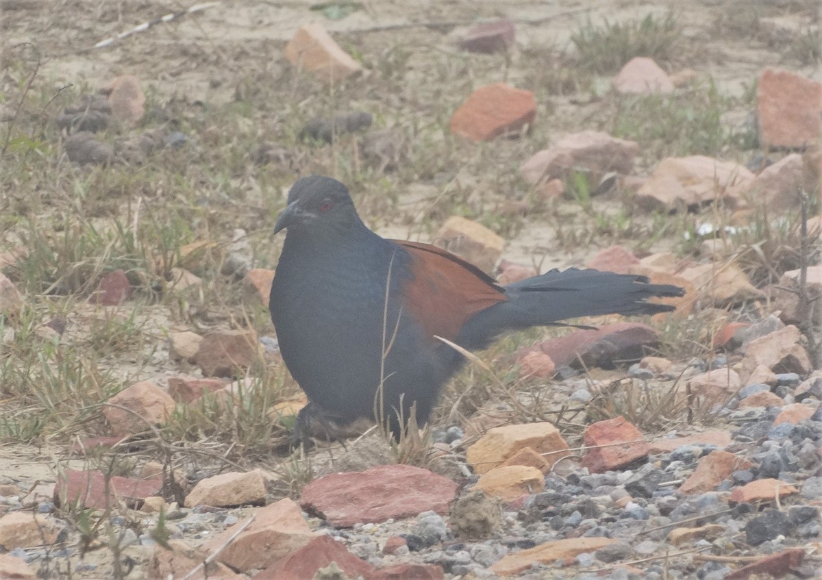 Greater Coucal - ML611262154