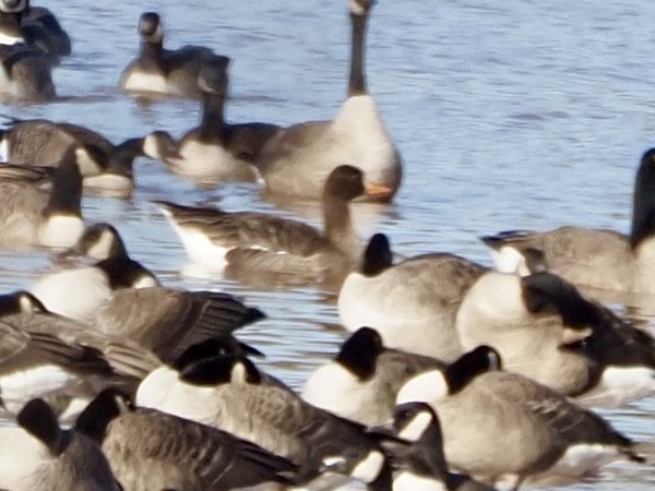 Greater White-fronted Goose - ML611262176