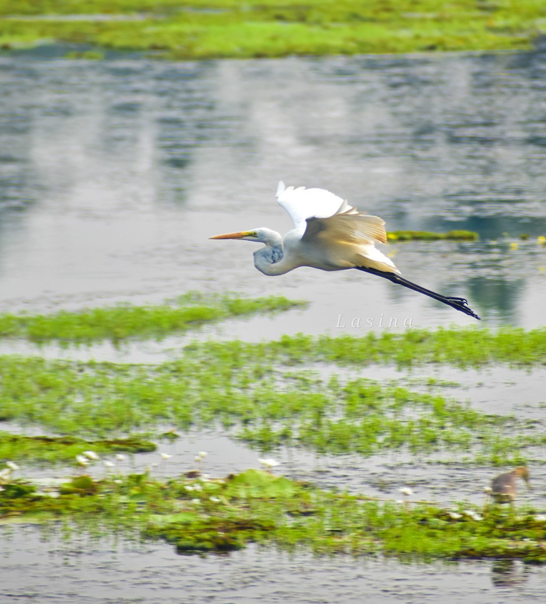 Great Egret - ML611262196