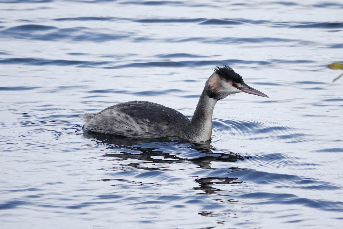 Great Crested Grebe - ML611262234