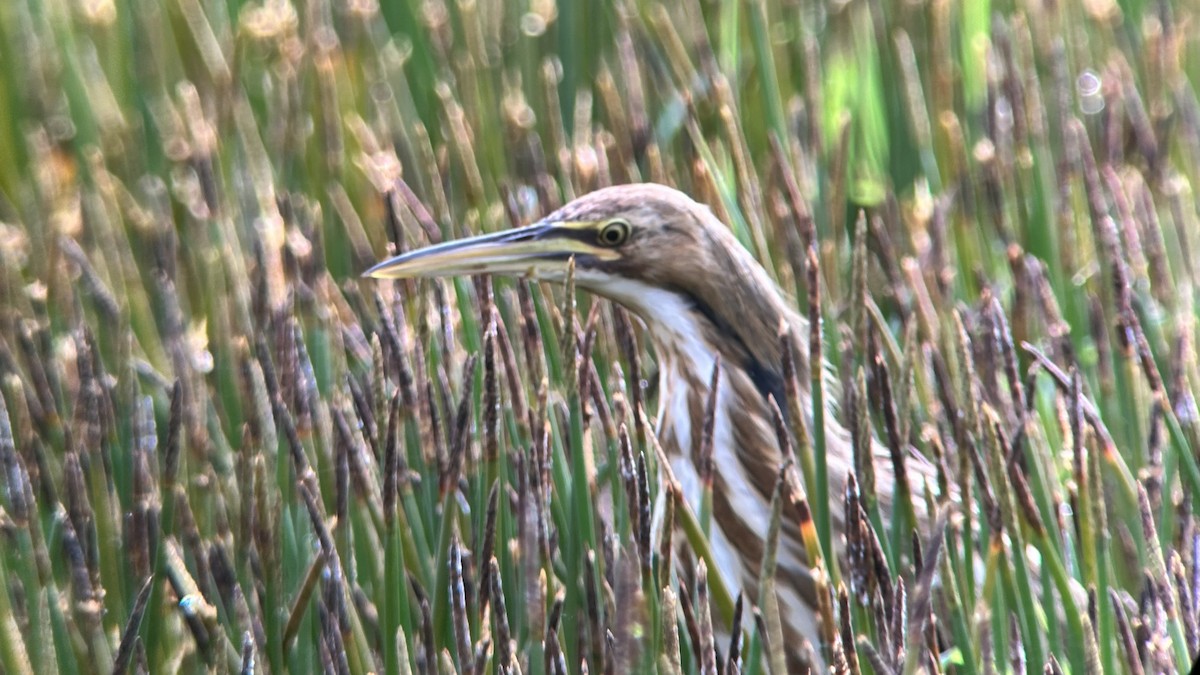 American Bittern - ML611262249