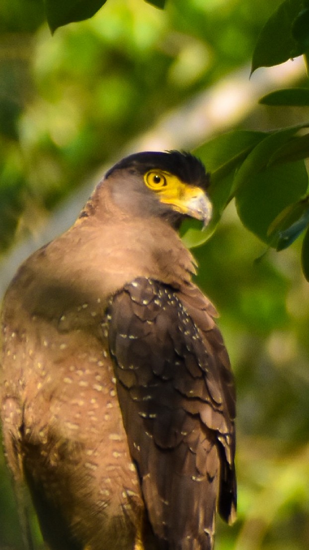 Crested Serpent-Eagle - ML611262265