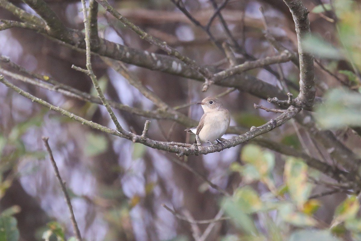 Red-breasted Flycatcher - ML611262296