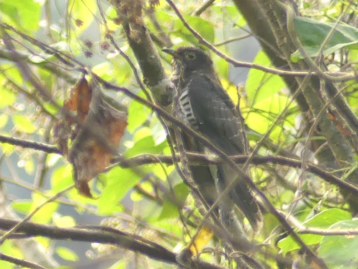 Sunda Cuckoo - Alain Sylvain