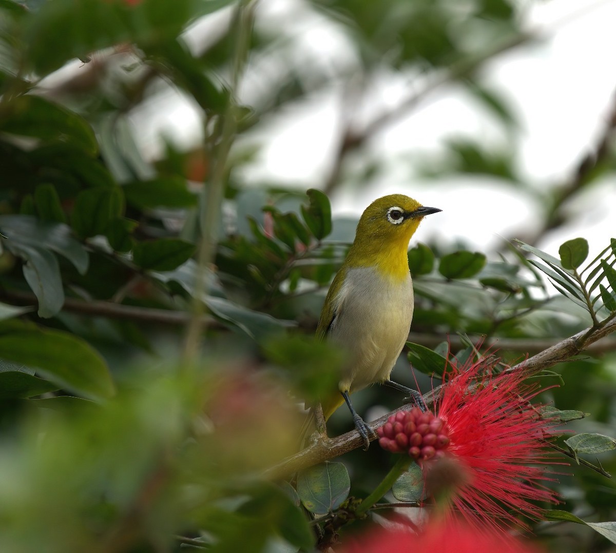 Indian White-eye - ML611262374