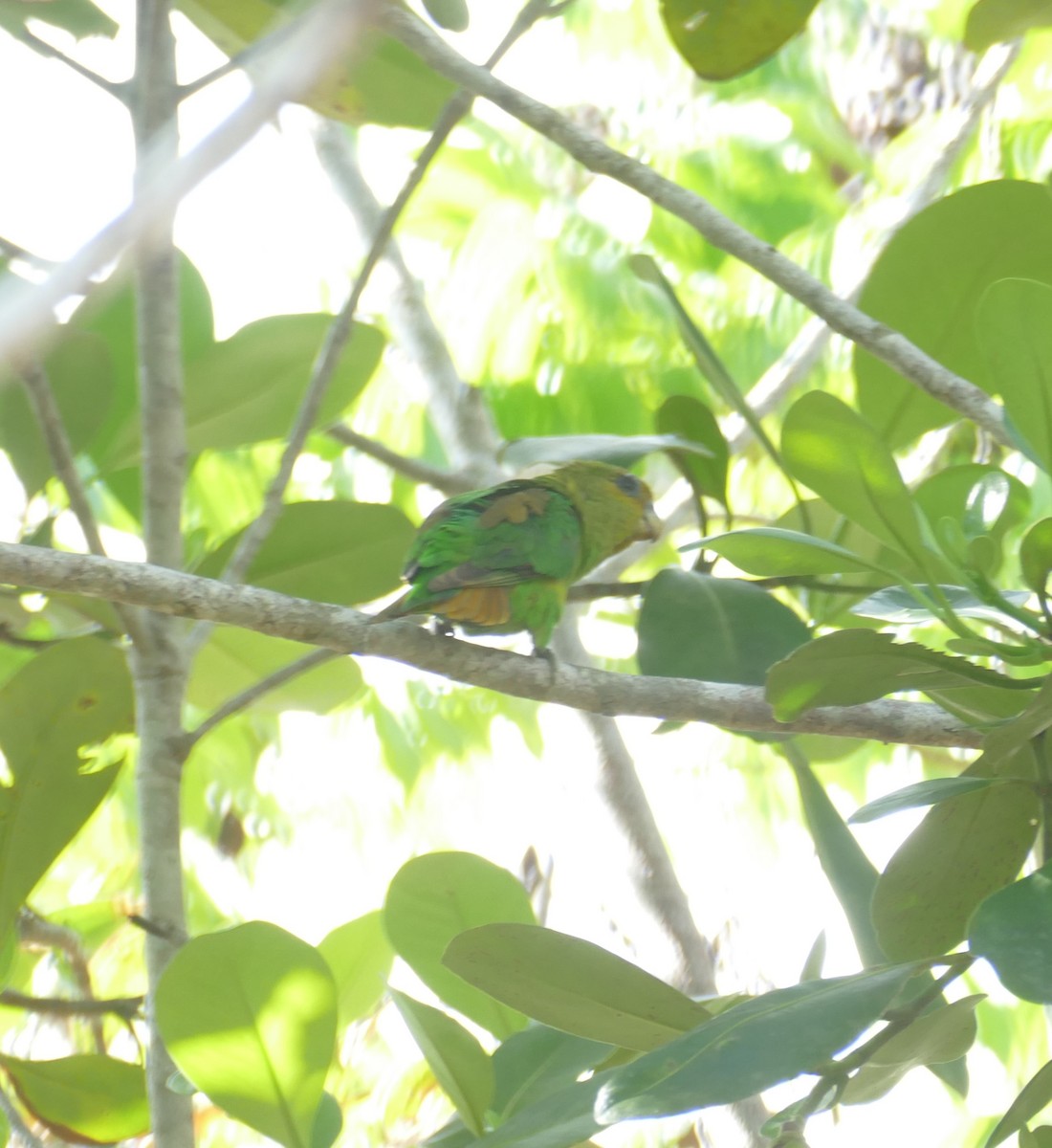 Golden-tailed Parrotlet - Derek Heins