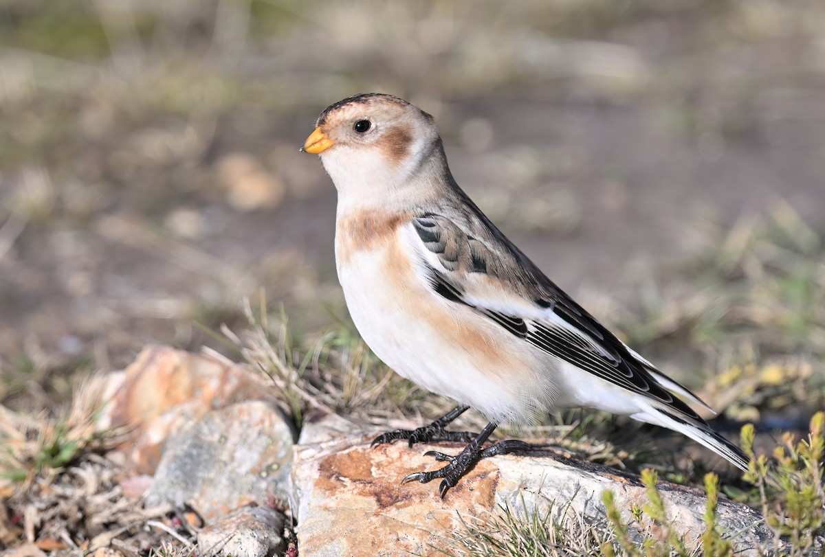 Snow Bunting - Manuel Segura Herrero