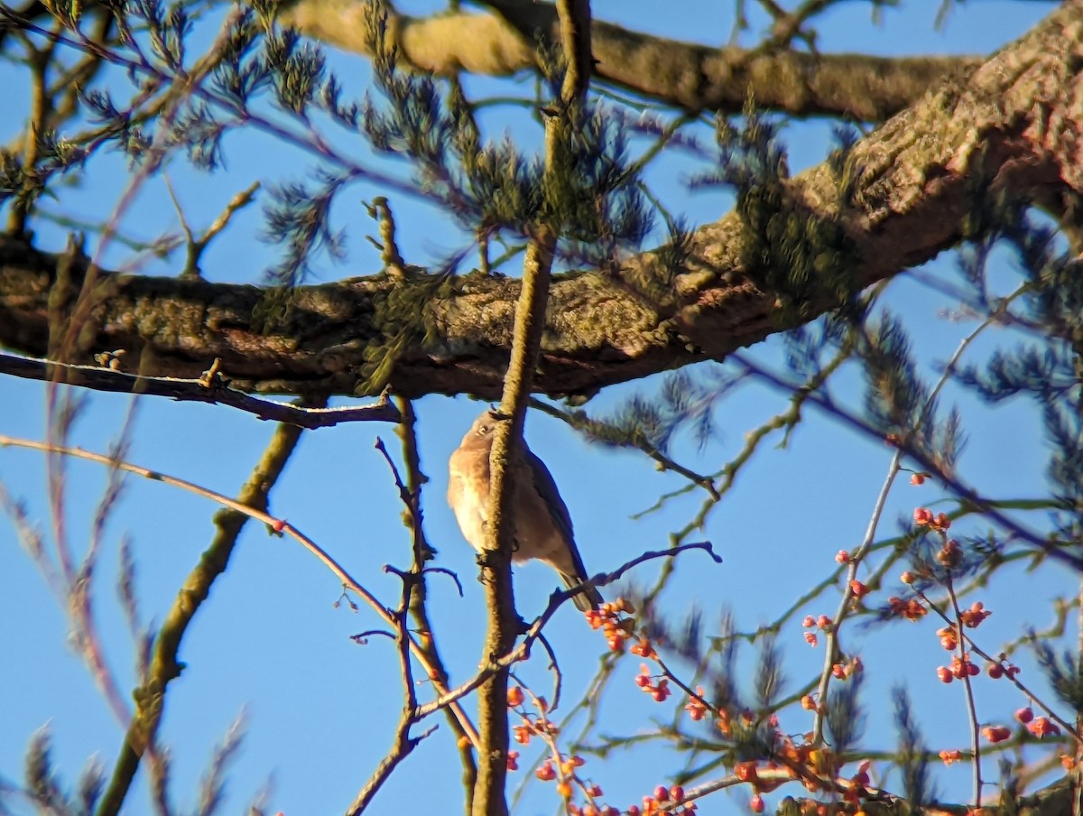 Eastern Bluebird - ML611262447