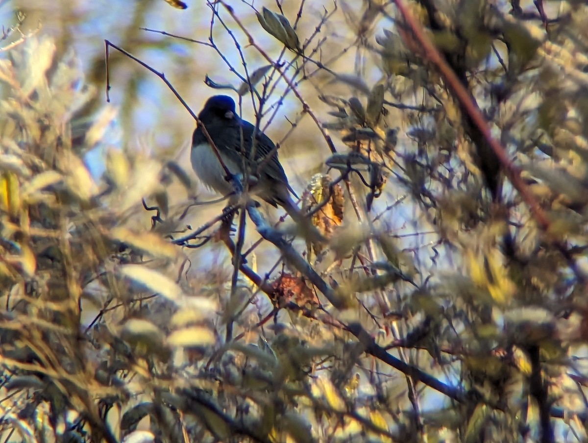 Dark-eyed Junco - ML611262455