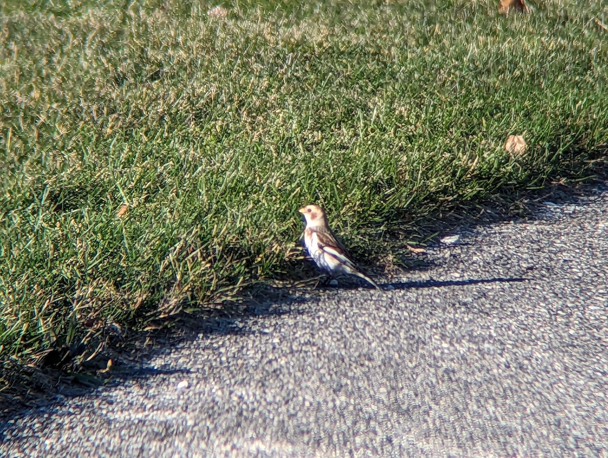 Snow Bunting - ML611262500