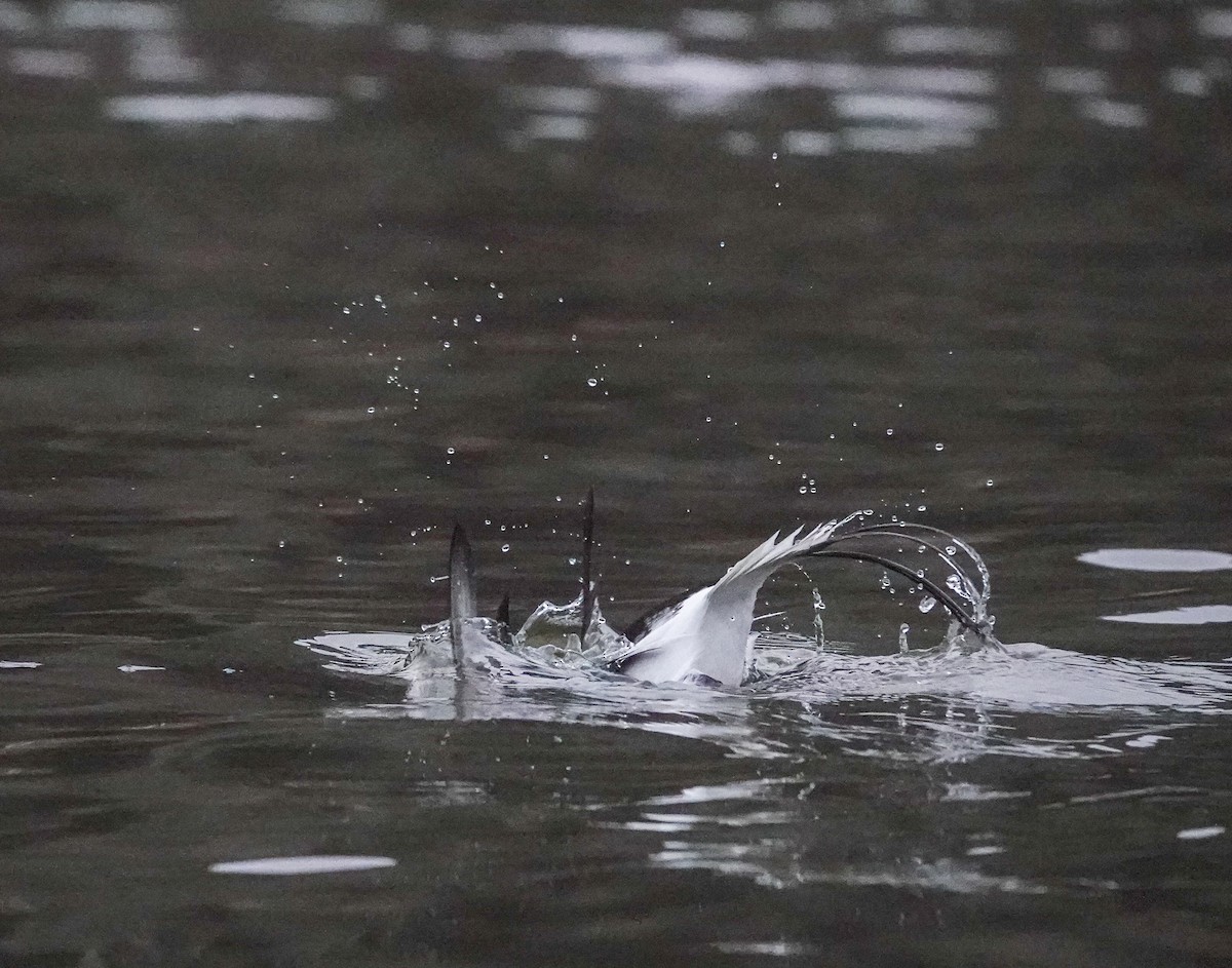 Long-tailed Duck - sheila goss