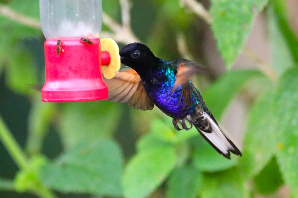 Velvet-purple Coronet - Haydee Cabassi