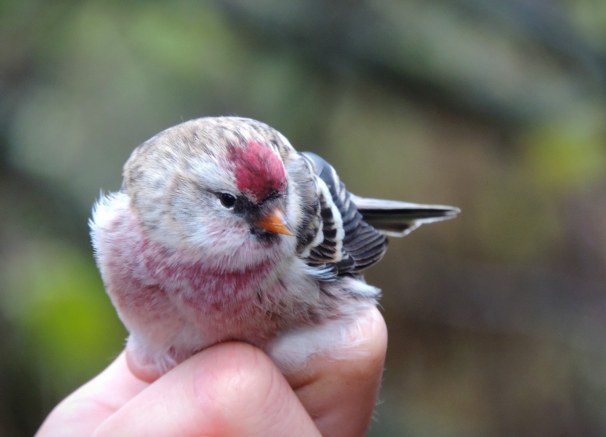 Common Redpoll - ML611262652