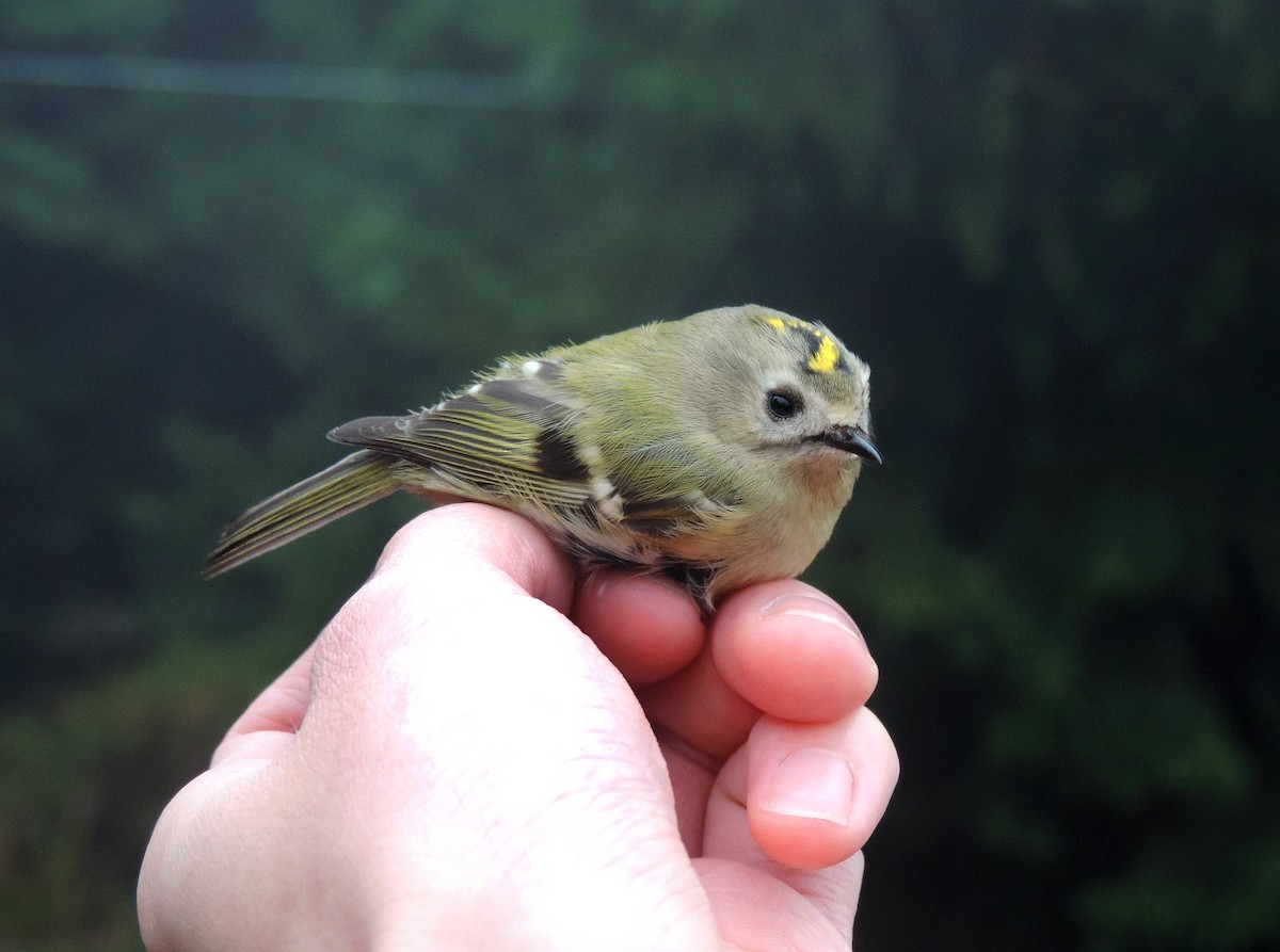 Goldcrest - ML611262721