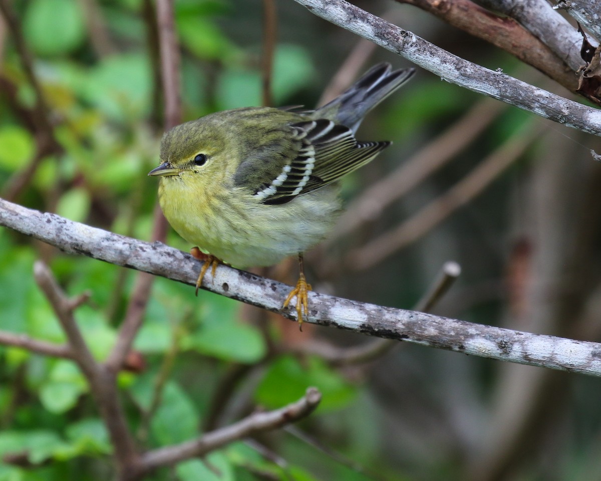 Blackpoll Warbler - ML611262742