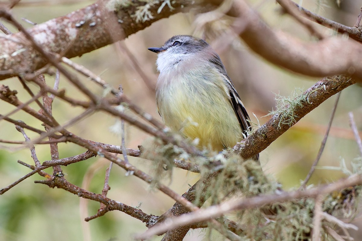 Tyranneau à gorge blanche - ML611262755