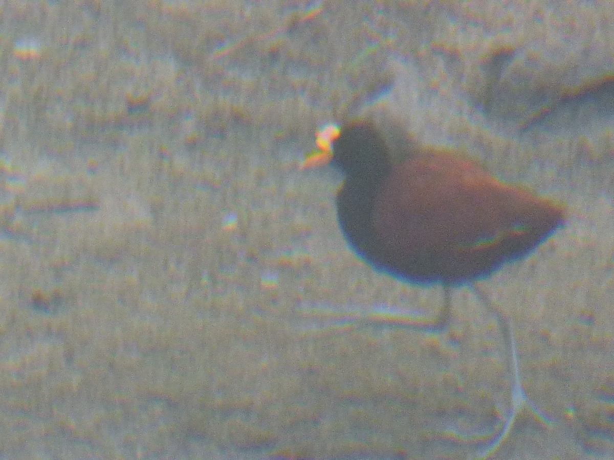 Jacana Centroamericana - ML611262838