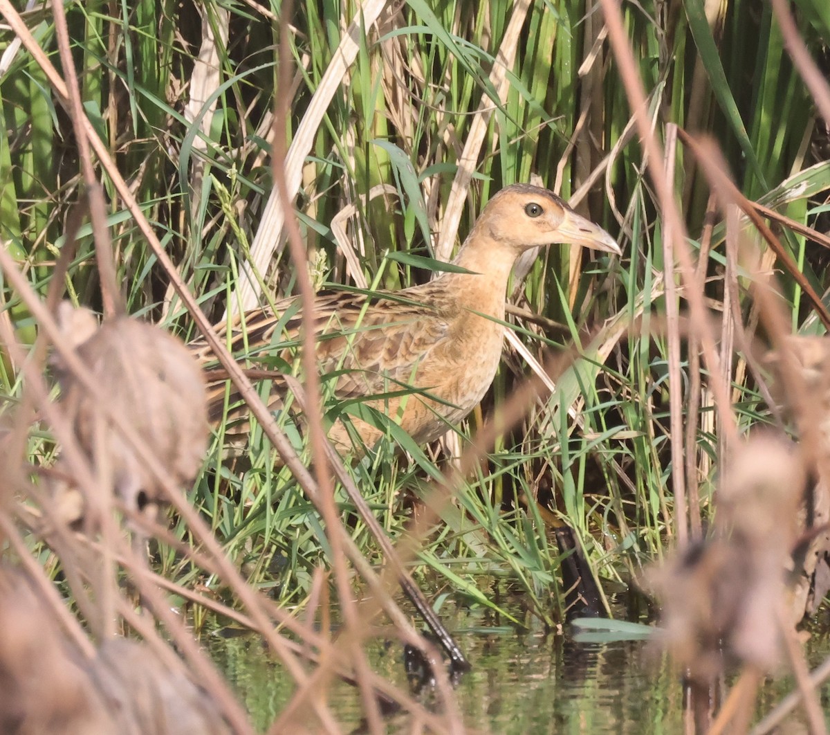 Watercock - ML611262865