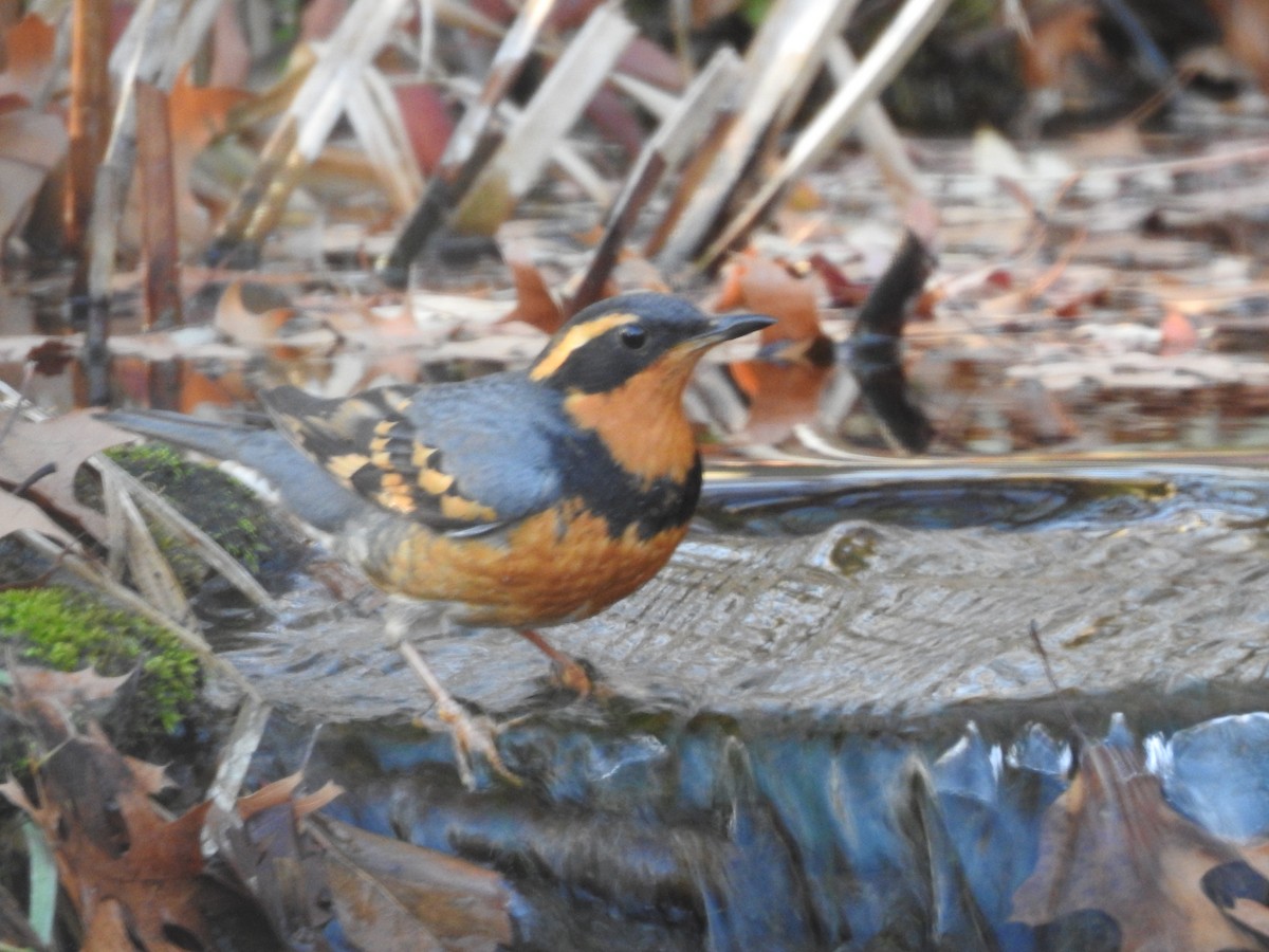 Varied Thrush - ML611262922
