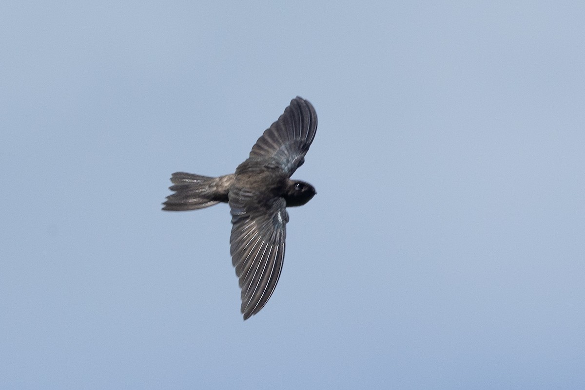 Caroline Islands Swiftlet - Santiago Imberti