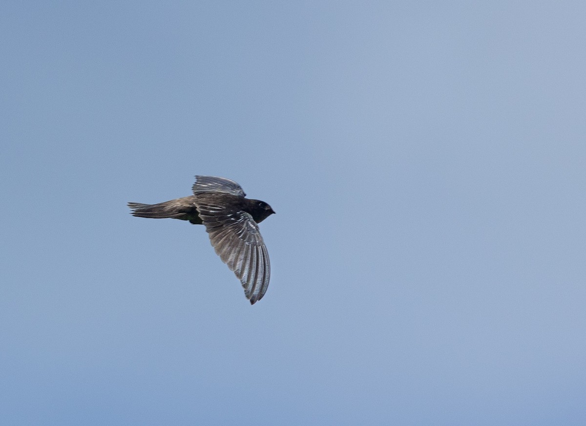 Caroline Islands Swiftlet - Santiago Imberti