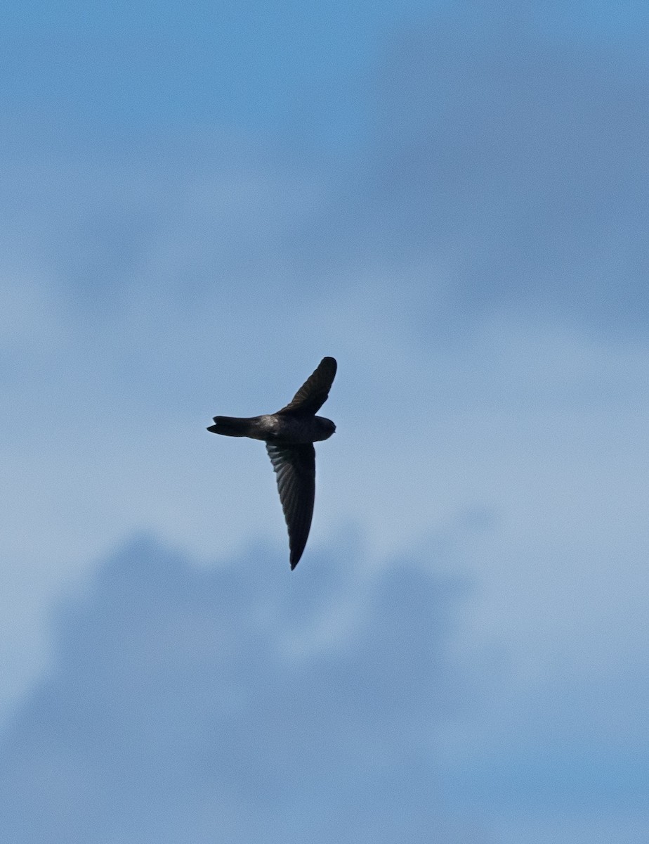 Caroline Islands Swiftlet - ML611262939