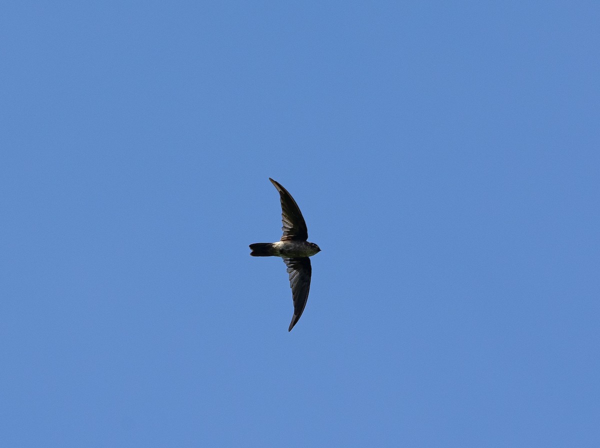 Caroline Islands Swiftlet - ML611262940