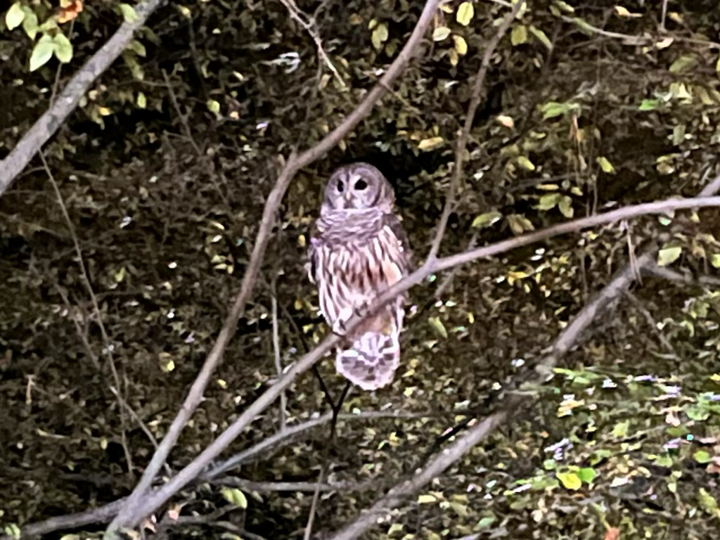 Barred Owl - ML611262949