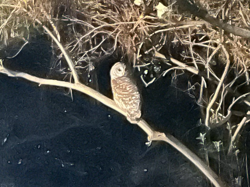 Barred Owl - ML611262950