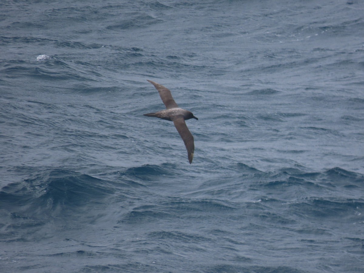 albatros světlehřbetý - ML611262968