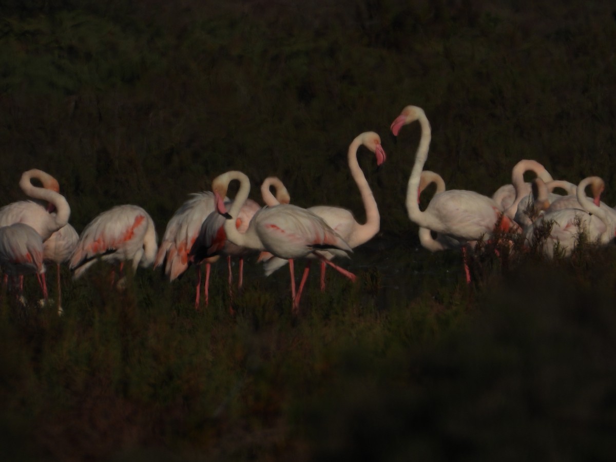 Greater Flamingo - ML611262993