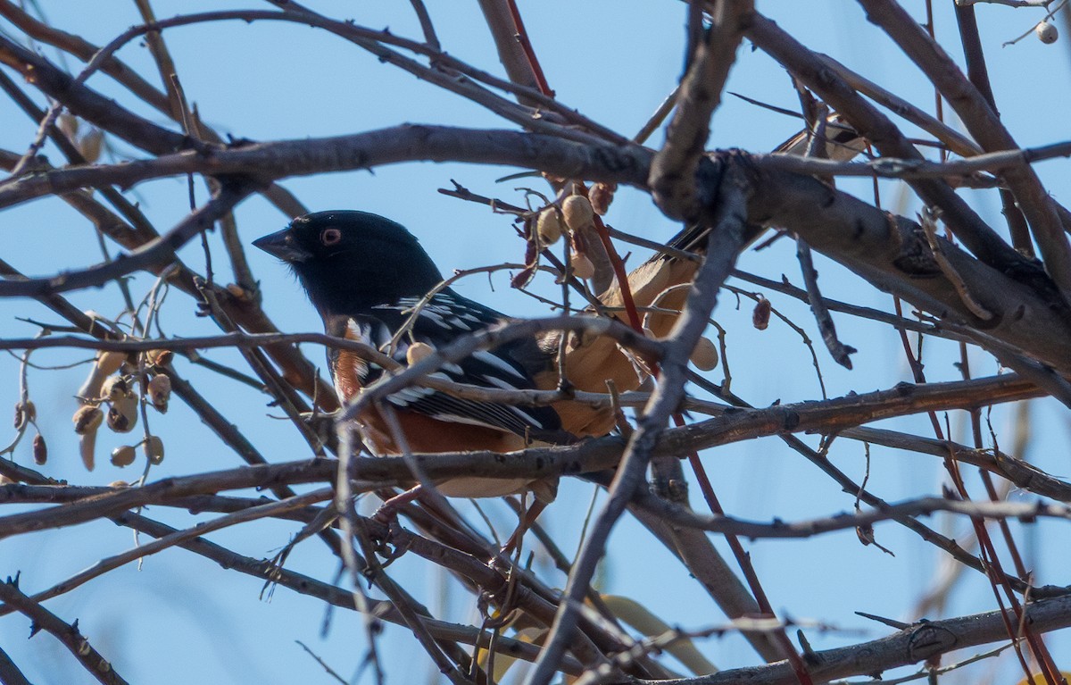 Spotted Towhee - ML611263005