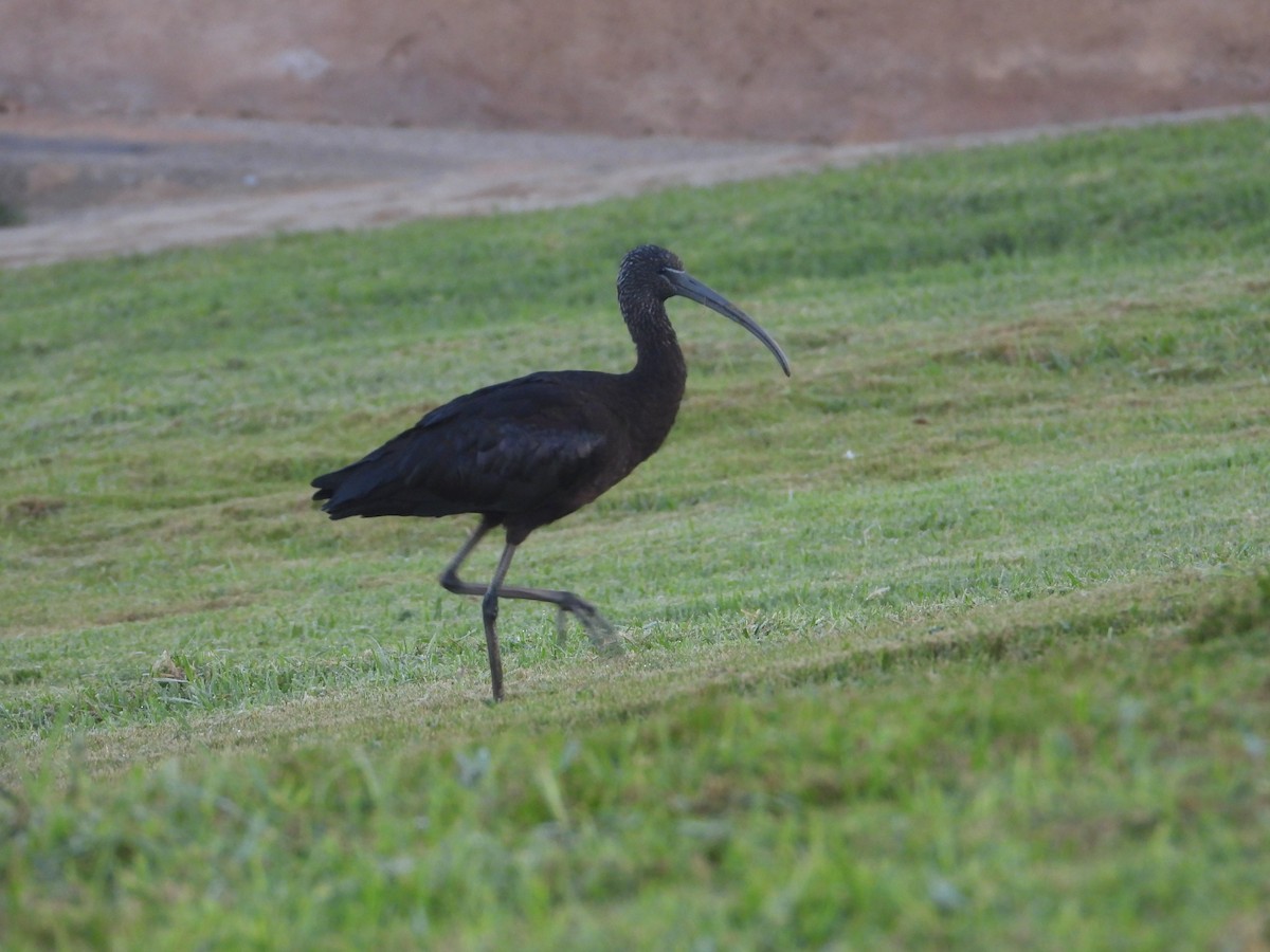 ibis hnědý - ML611263006