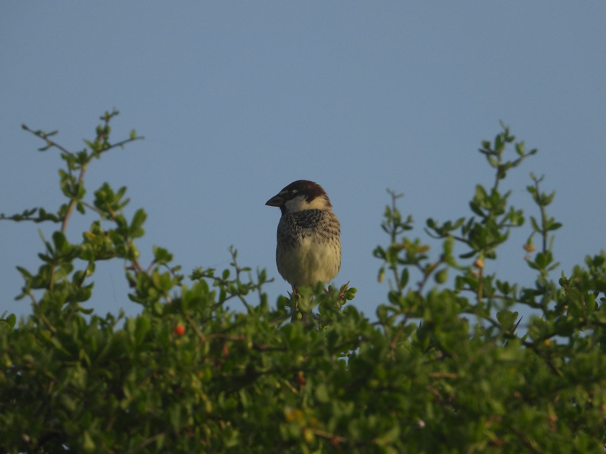 Spanish Sparrow - Thibault Dieuleveut