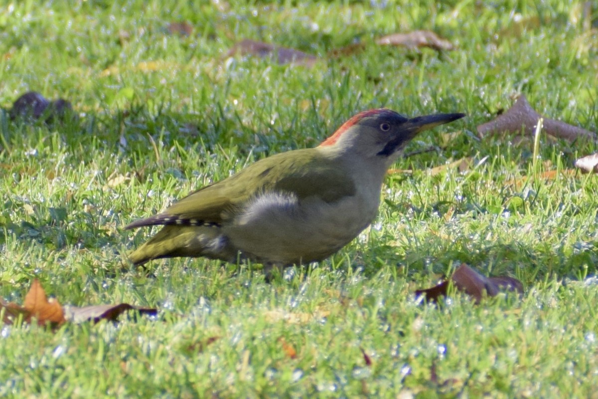 Iberian Green Woodpecker - ML611263043