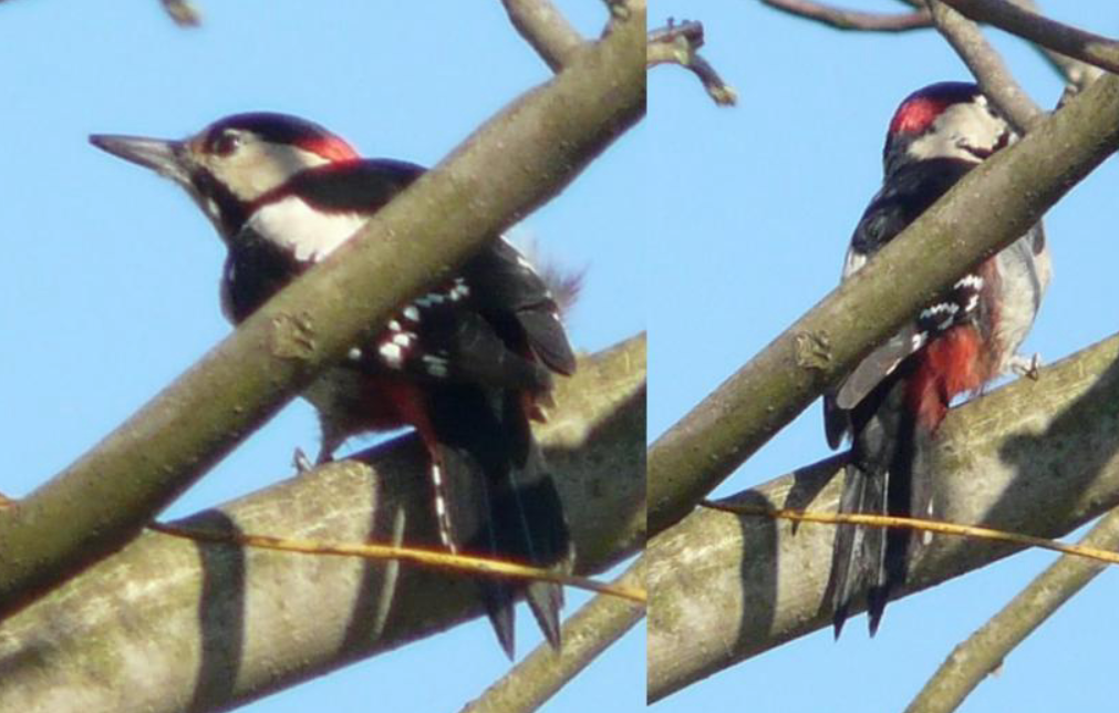 Great Spotted/Syrian Woodpecker - ML611263073