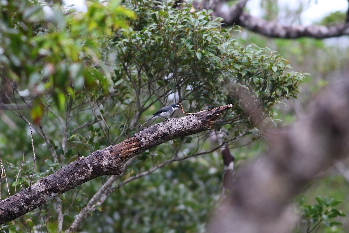 Minivet de las Ryukyu - ML611263170