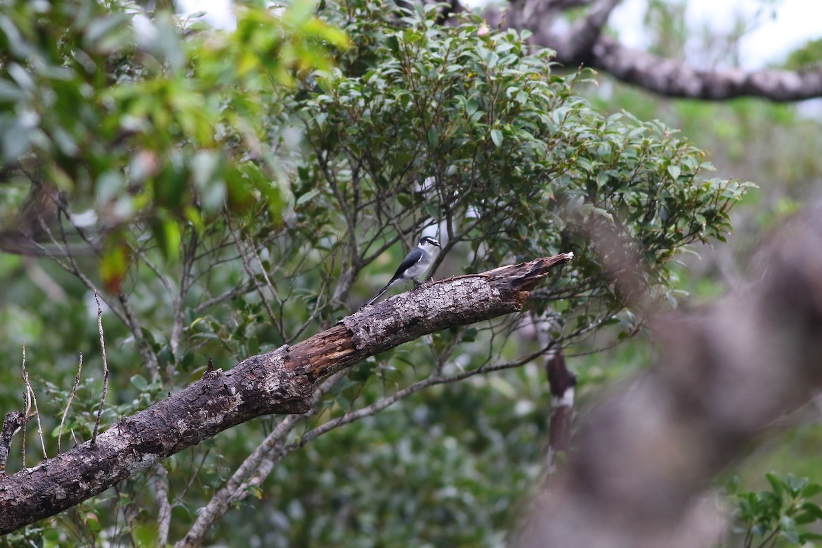 Minivet de las Ryukyu - ML611263192