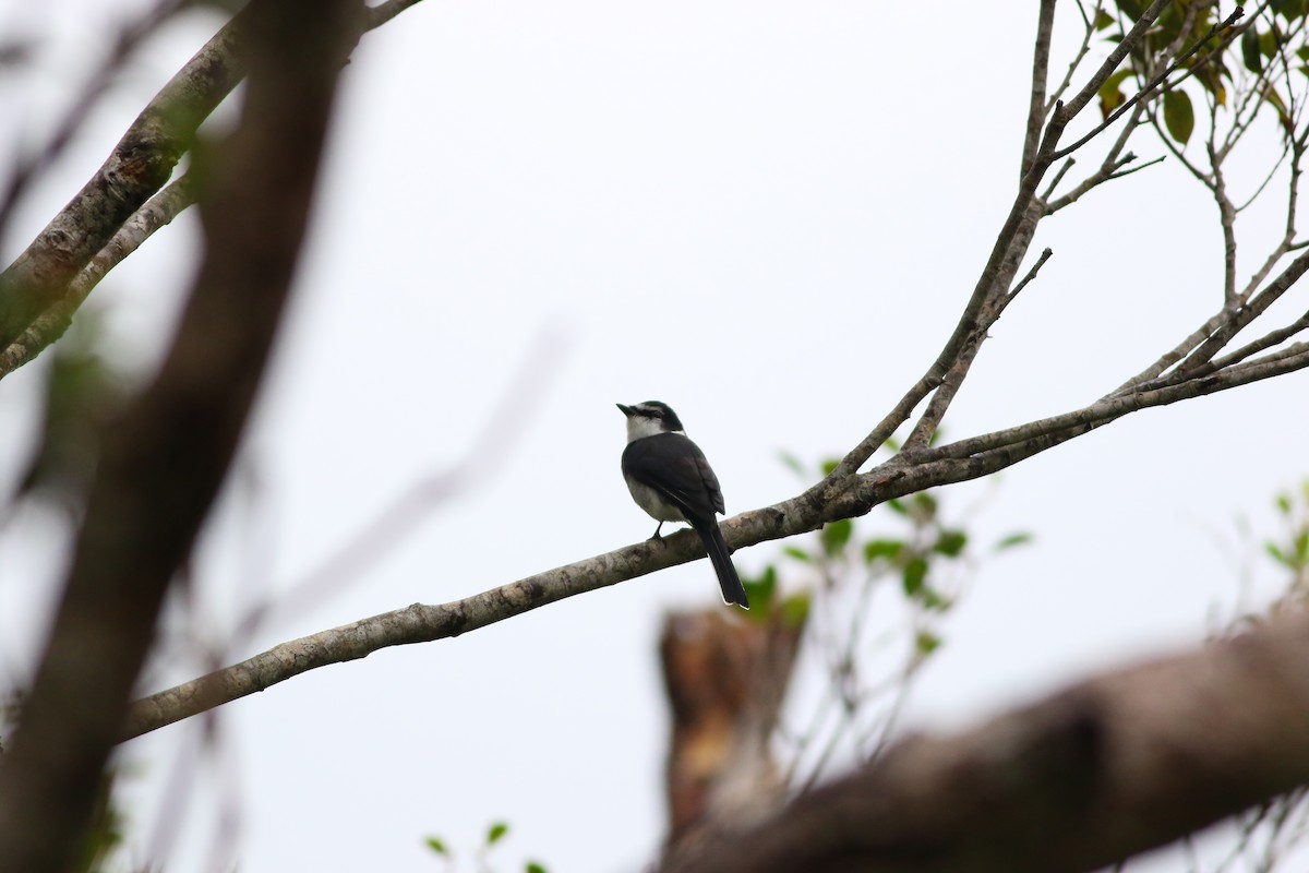 Minivet de las Ryukyu - ML611263286