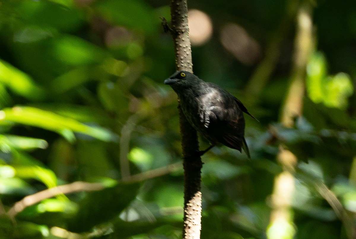 Micronesian Starling - Santiago Imberti