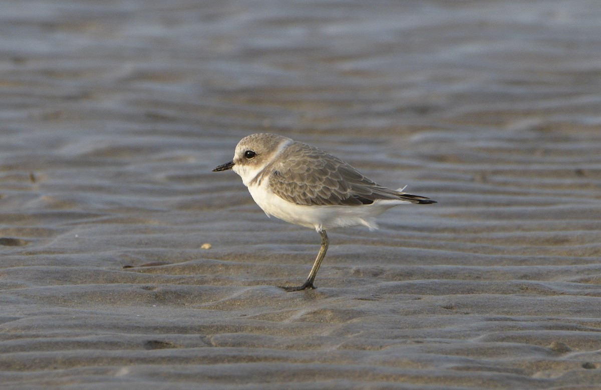 Kentish Plover - ML611263329