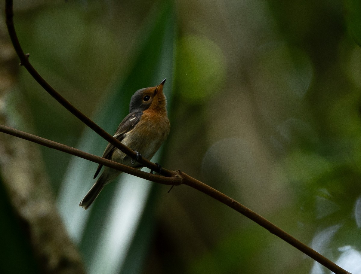 Palau Flycatcher - ML611263335