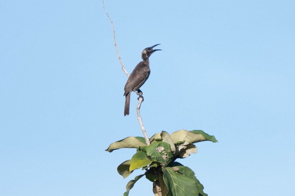 Polochion casqué (novaeguineae) - ML611263393