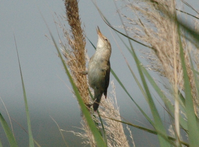 Common Reed Warbler - Rui Figueiredo