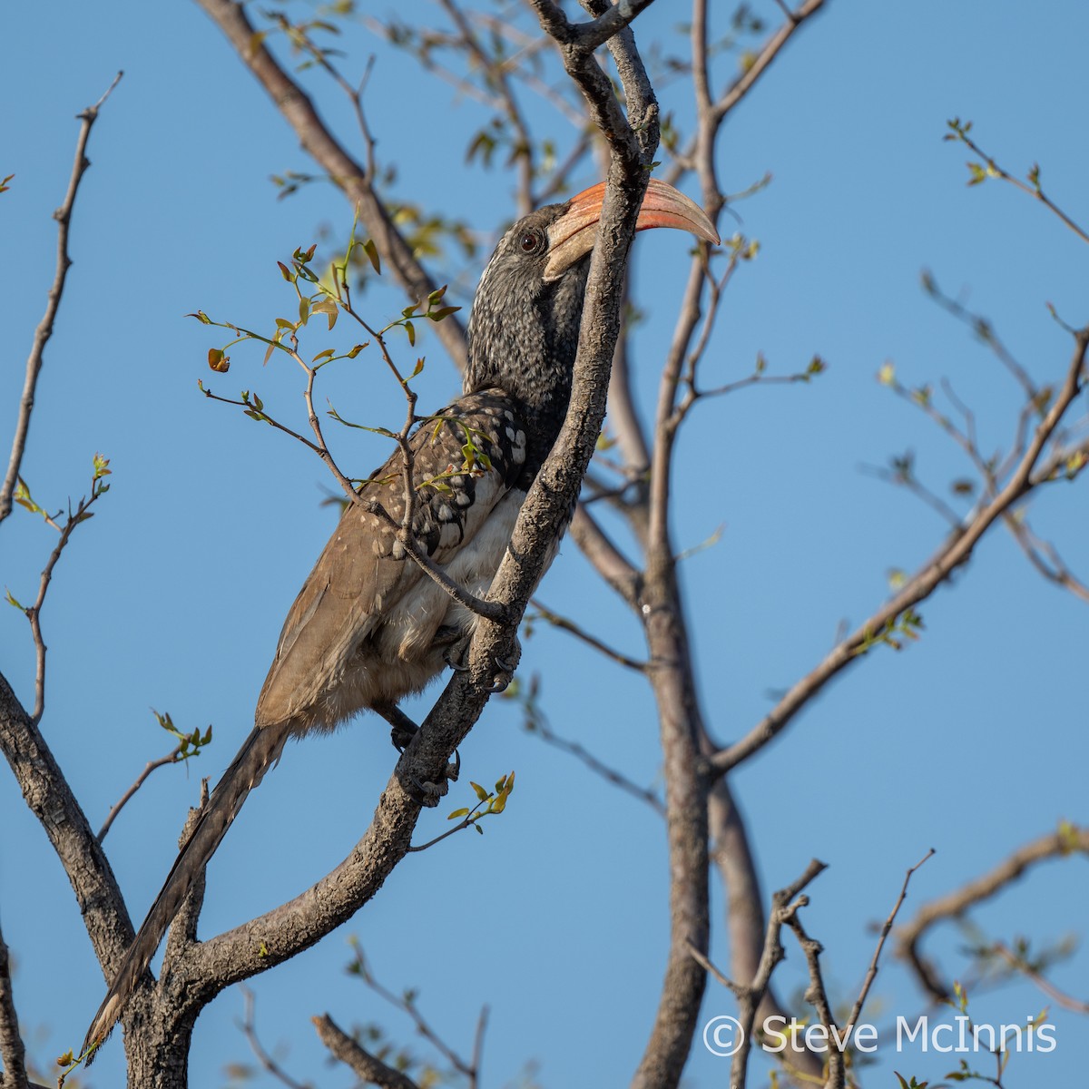 zoborožec namibijský - ML611263483