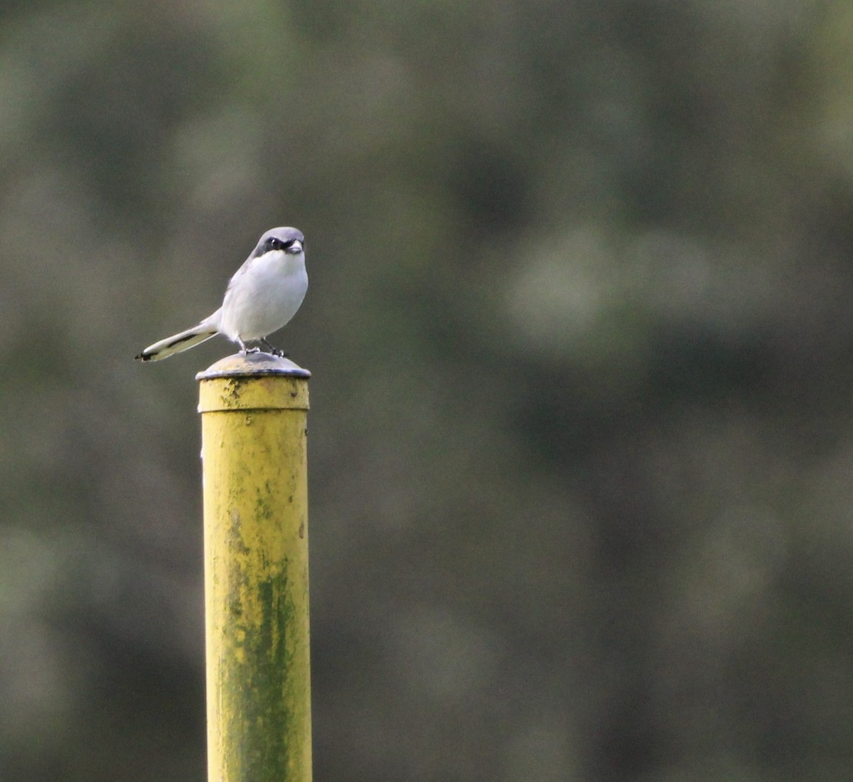 Loggerhead Shrike - ML611263506