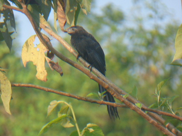 Groove-billed Ani - MARCOS HERNANDEZ MAGAÑA